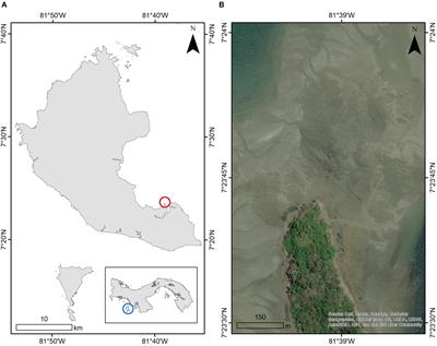 Sequestration and Cyanobacterial Diet Preferences in the Opisthobranch Molluscs Dolabrifera nicaraguana and Stylocheilus rickettsi